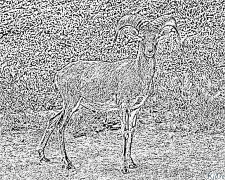 Mouflon Printable Coloring Nplooj Ntawv